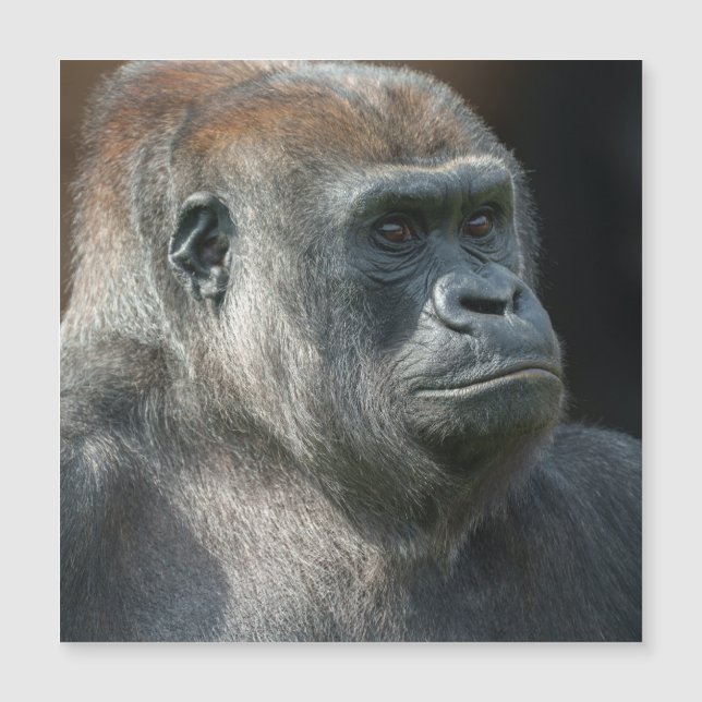 Gorilla Ozala (Devant)