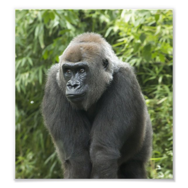 Gorilla Photo (Devant)