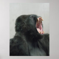 Gorille, Ape, Singe, Animal, Poster du mur de la n