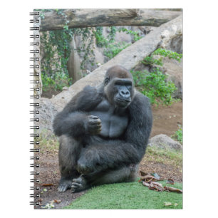 Gorille au carnet de zoo