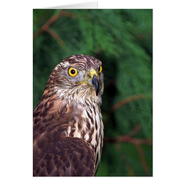 Goshawk (Devant)