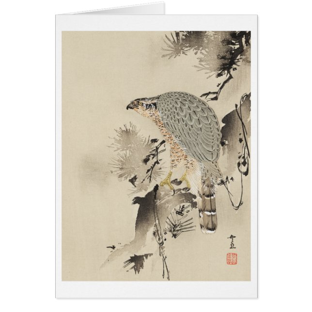 Goshawk asiatique - 1890 (Devant)