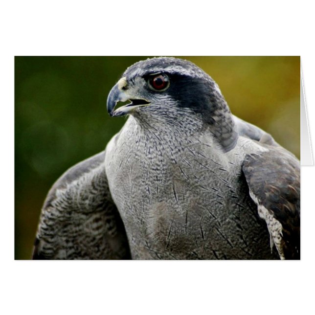 Goshawk du Nord (Devant horizontal)