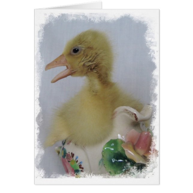 Gosling (Devant)