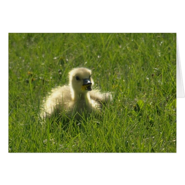 Gosling (Devant Horizontal)