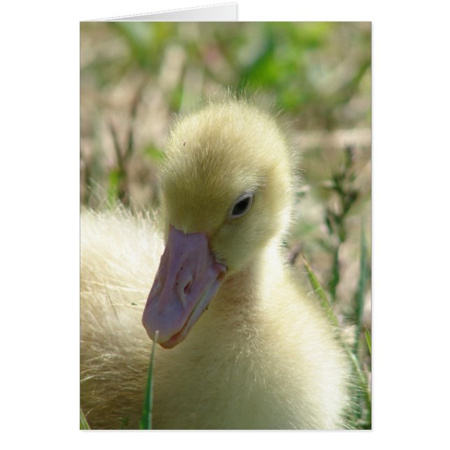 Gosling (Devant)