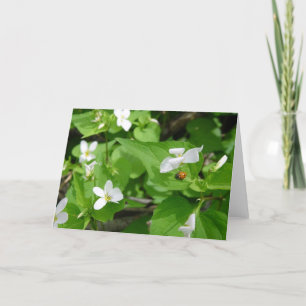 Gotta Love Ladybugs (3) Carte de voeux