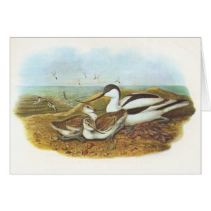 Gould - avocette - avosetta de Recurvirostra