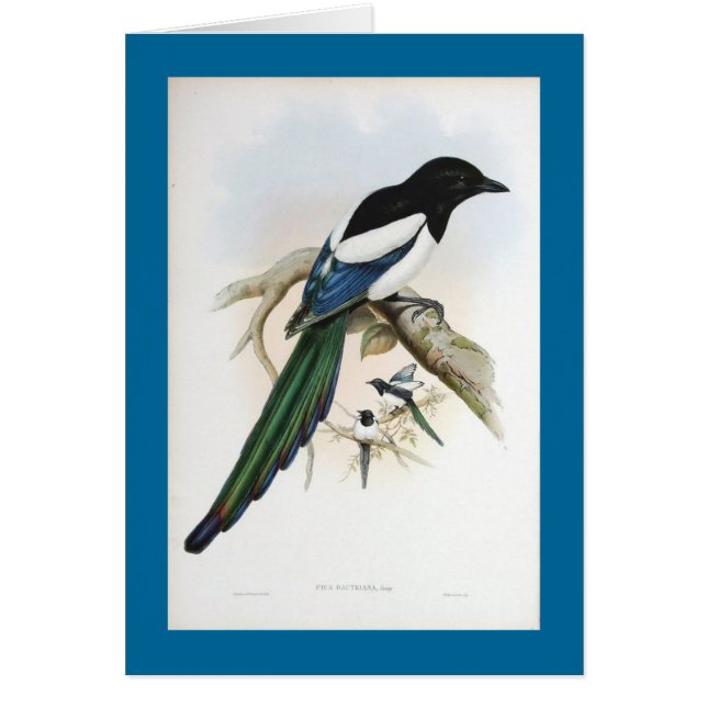 Gould - pie afghane (Devant)