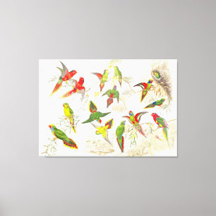 Goulds Lorikeet Parrot Oiseaux Enveloppés Toile Im