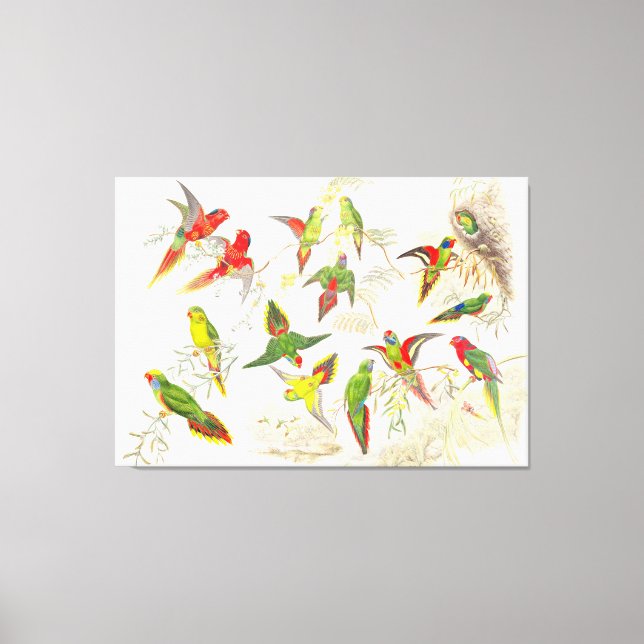 Goulds Lorikeet Parrot Oiseaux Enveloppés Toile Im (Recto)