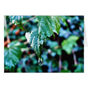 Goutte De Pluie
