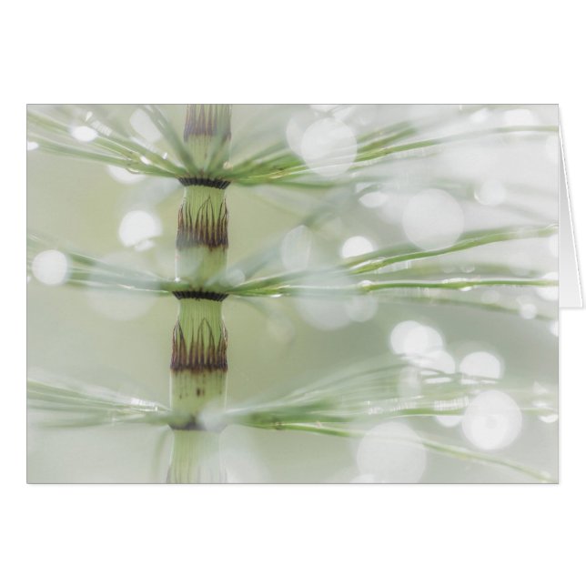 Gouttes de rosée sur une plante de prêle | Seabeck (Devant horizontal)