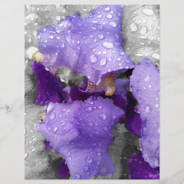 gouttes d'eau sur iris (Devant)