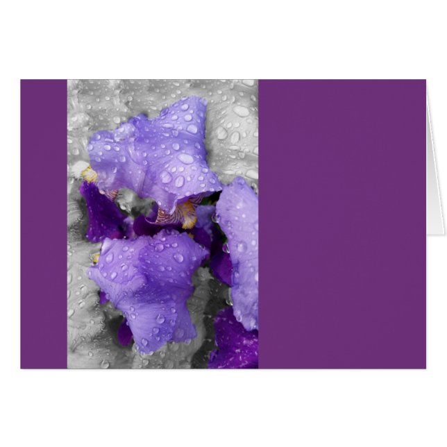 gouttes d'eau sur iris (Devant horizontal)