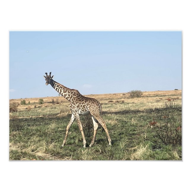 Grâce en mouvement – Impression photo de girafe af (Devant)