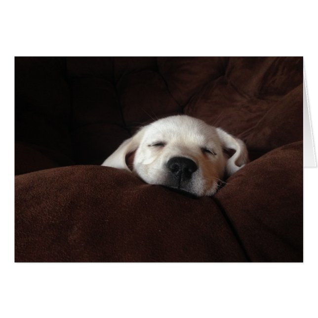 Gracie dormante (Devant horizontal)