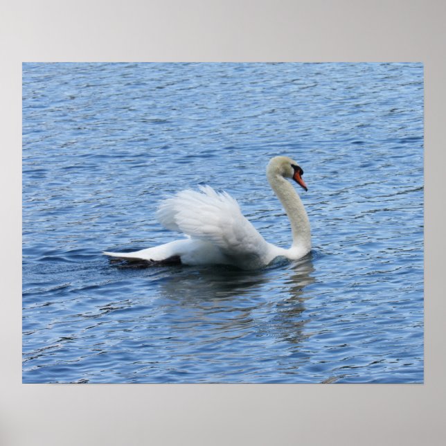 Gracity Swan Poster Print (Devant)
