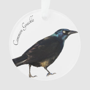 Grackle commun
