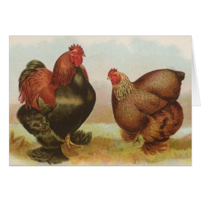 Graham - poulets de Cochin de perdrix (Devant horizontal)