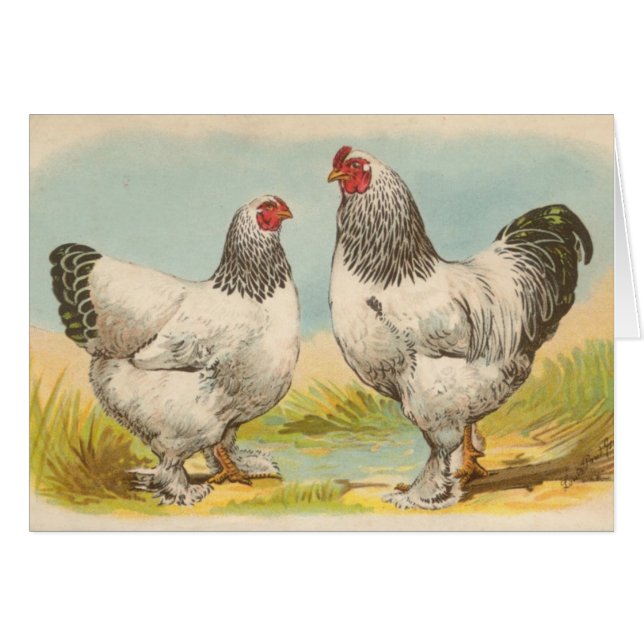Graham - poulets légers de Brahma (Devant horizontal)