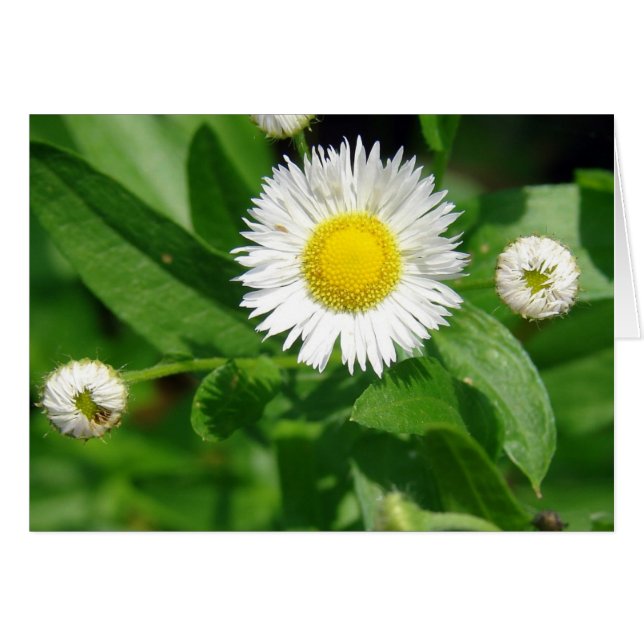 Graine blanche (Devant horizontal)