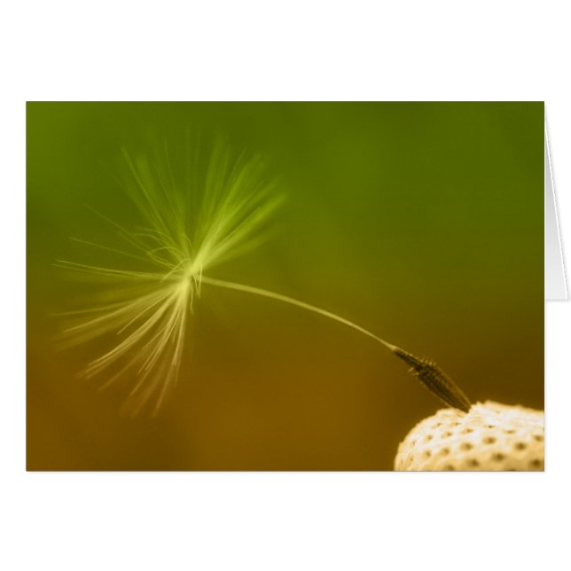 Graine de Dandelion (Devant horizontal)