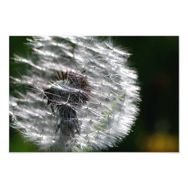 Graine de tête de Dandelion - Impression photo (Devant)