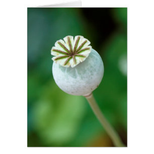 Graine de tête de fleur de pavot, Cap-Occidental