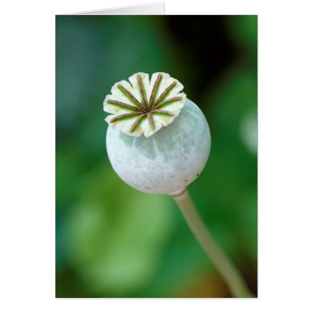 Graine de tête de fleur de pavot, Cap-Occidental (Devant)