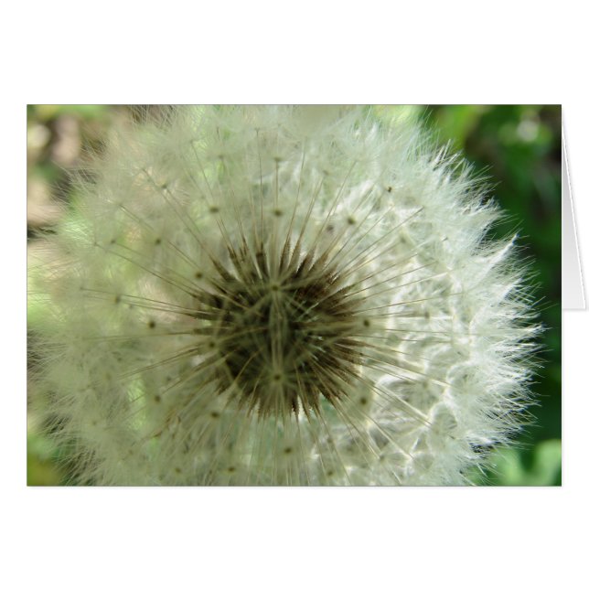 Graines de Dandelion (Devant horizontal)