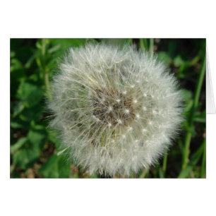 Graines de Dandelion