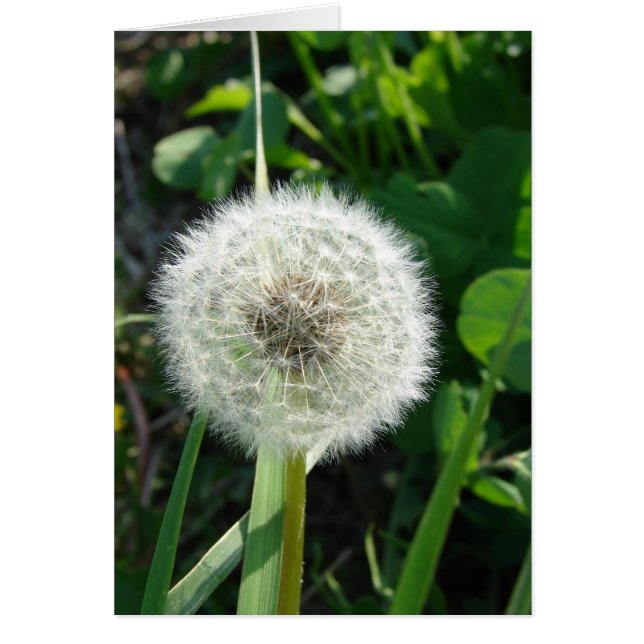 Graines de Dandelion (Devant)