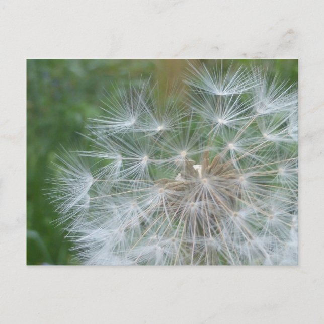 Graines de Dandelion Fermer do-it-yourself carte p (Devant)