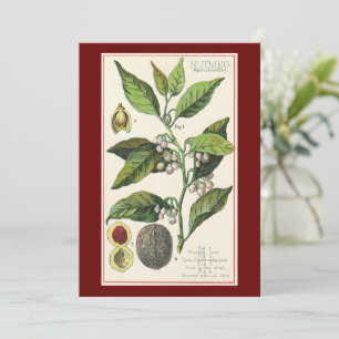 Graines de fruits Plantes de muscade vintage, Herb