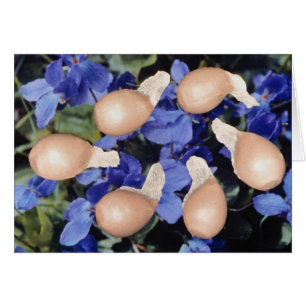 Graines de violet jaune (Viola papilionacea)