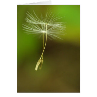 Graines de vol