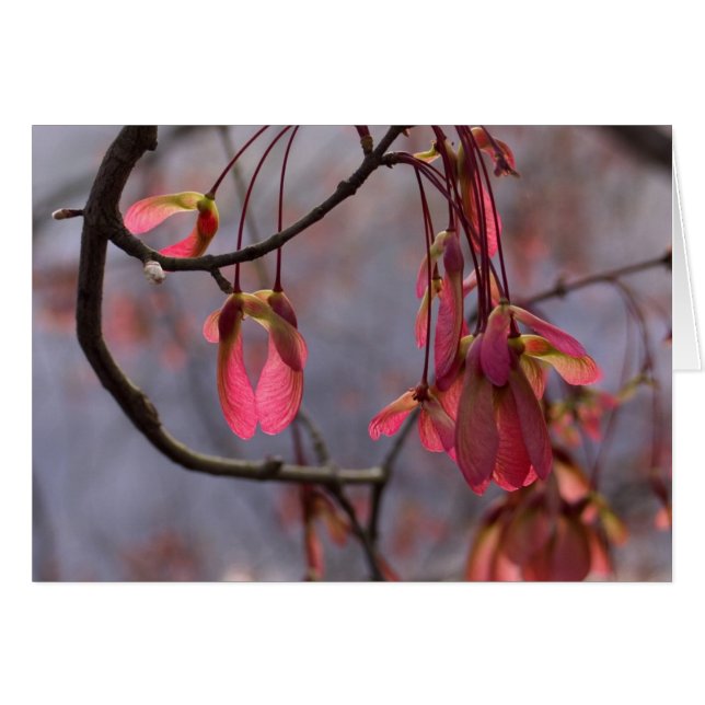 Graines d'érable rouge (Devant Horizontal)