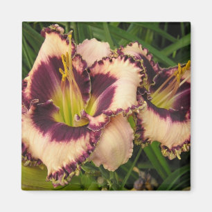 Grand aimant de Daylily