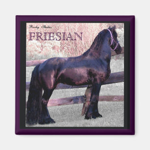 Grand aimant frison 2 de cheval