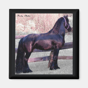 Grand aimant frison de cheval