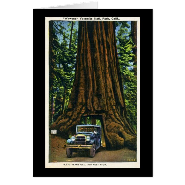 Grand arbre Wawona, verger de Mariposa, CA (Devant)