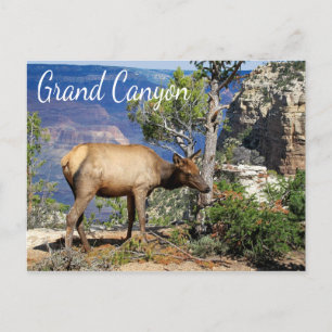 Grand Canyon National Park Arizona Carte postale