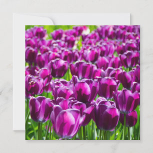 Grand champ de tulipes pourpres