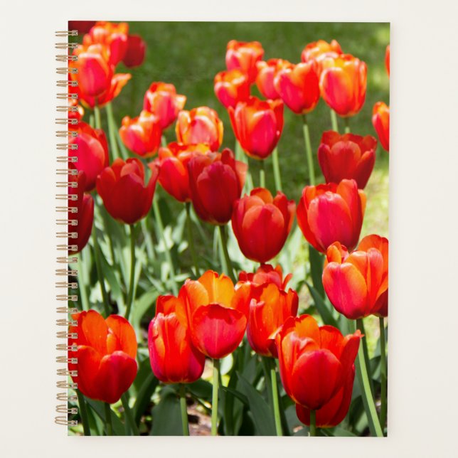 Grand champ de tulipes rouges (Devant)