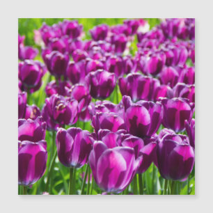 Grand champ de tulipes violettes