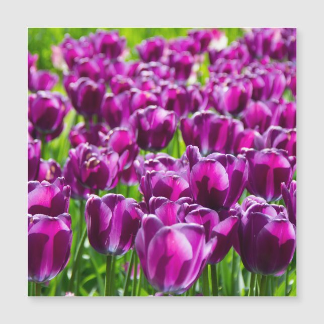 Grand champ de tulipes violettes (Devant)