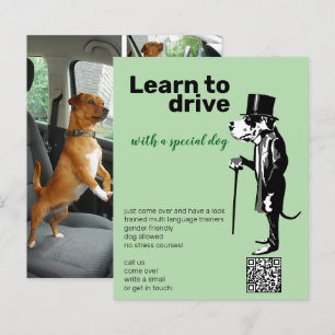 Grand Danois Mister Alf conducteur flyer