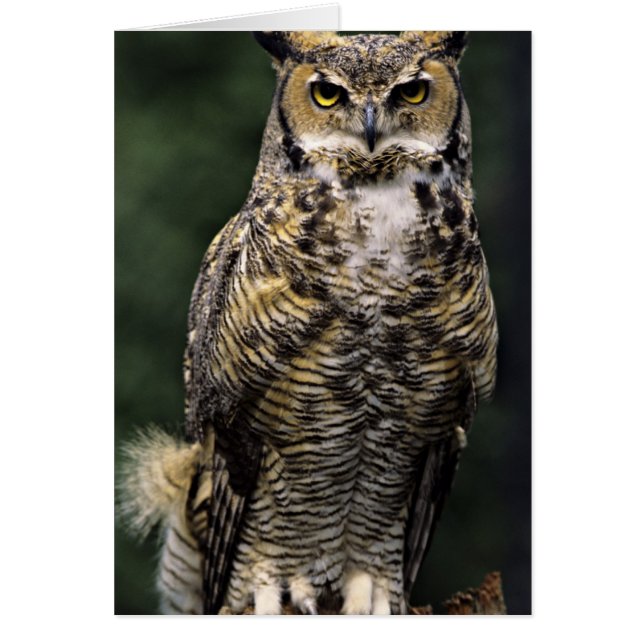 Grand-duc d'Amérique (Bubo virginianus), corps ent (Devant)