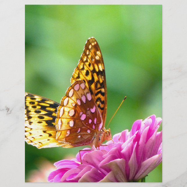 Grand Fritillaire (Devant)